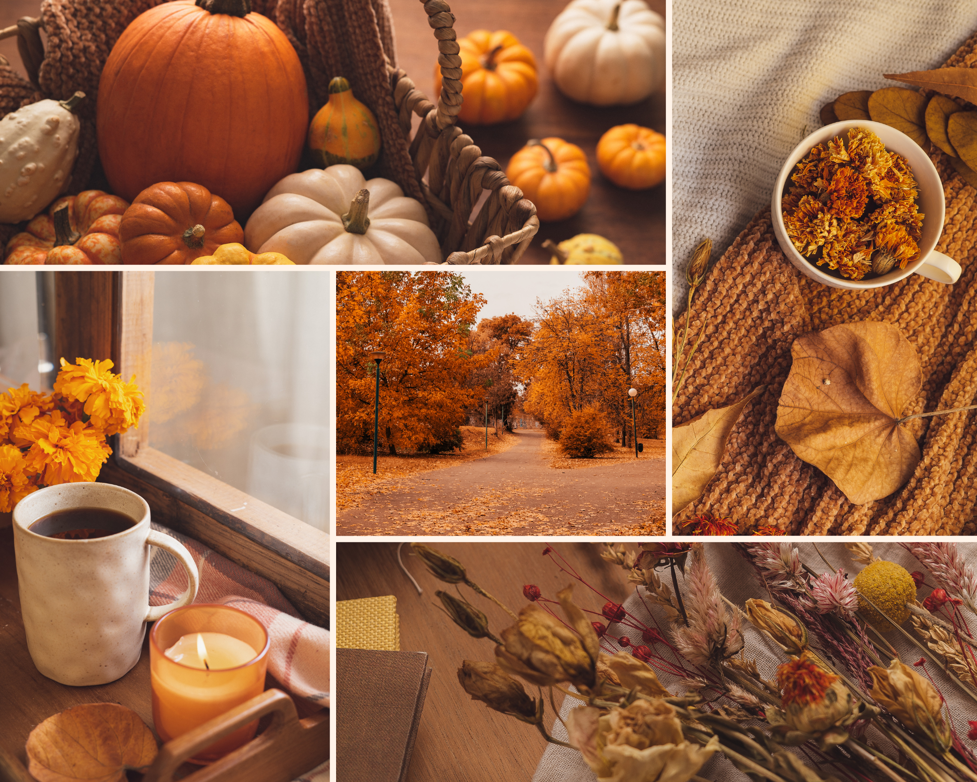 Fall Favorites